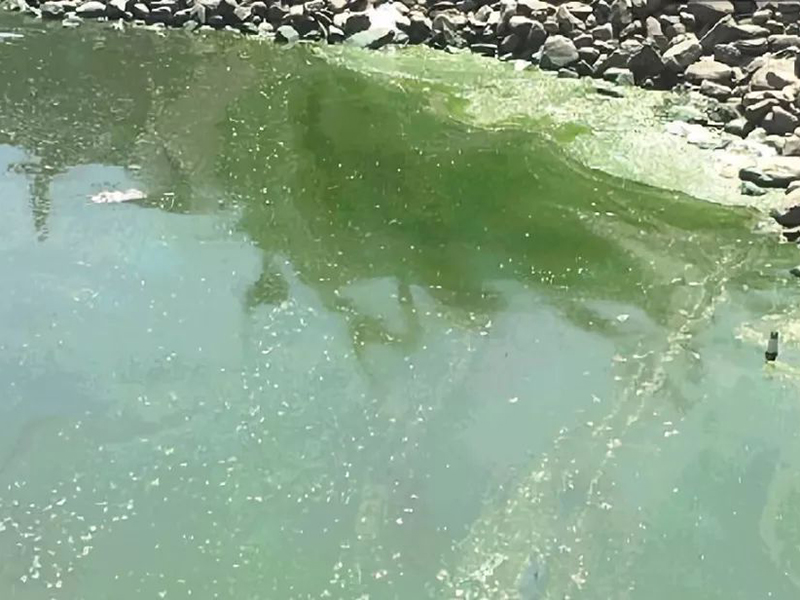 生物毒性檢測儀可以檢測什么