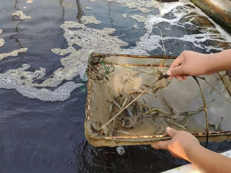 手持水質(zhì)檢測(cè)儀對(duì)水產(chǎn)養(yǎng)殖有什么幫助 手持水質(zhì)檢測(cè)儀對(duì)水產(chǎn)養(yǎng)殖有什么幫助