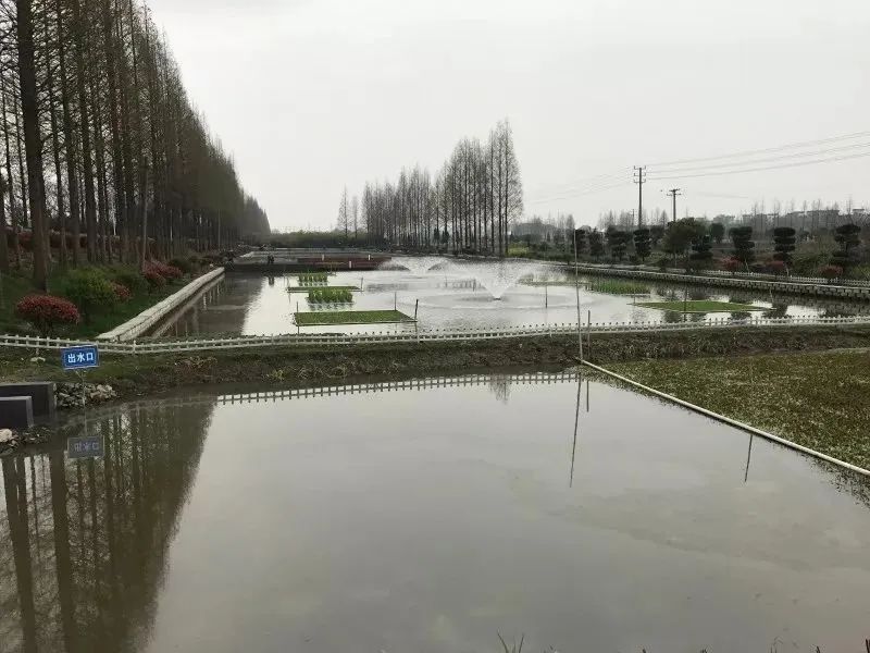 氨氮含量過高的水對水產(chǎn)養(yǎng)殖有什么影響 氨氮含量過高的水對水產(chǎn)養(yǎng)殖有什么影響