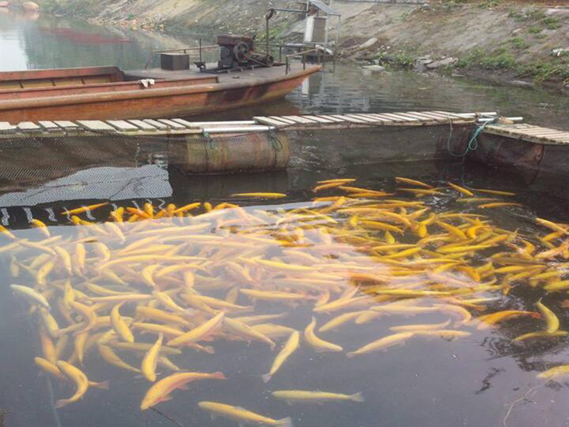 余氯含量對于水產(chǎn)養(yǎng)殖有怎樣的影響