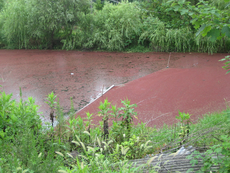 池塘水變?yōu)榧t色是什么原因引起的