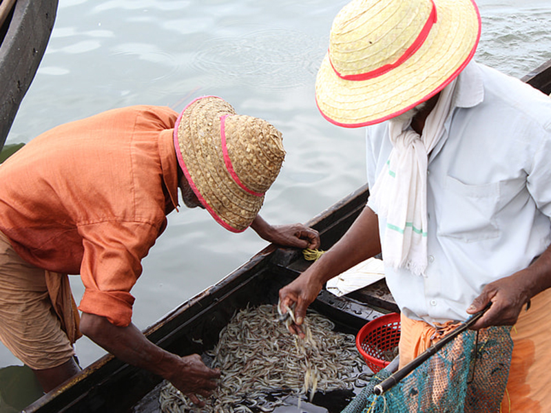 氨氮過高對水產(chǎn)養(yǎng)殖有什么影響 氨氮過高對水產(chǎn)養(yǎng)殖有什么影響