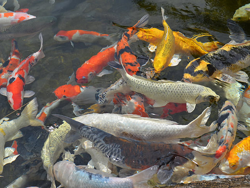 魚(yú)塘水中氨氮含量過(guò)高會(huì)有什么影響