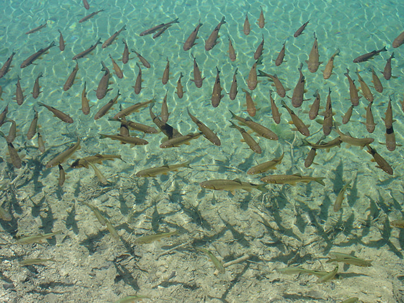 水中氨氮檢測儀原理 水中氨氮檢測儀原理