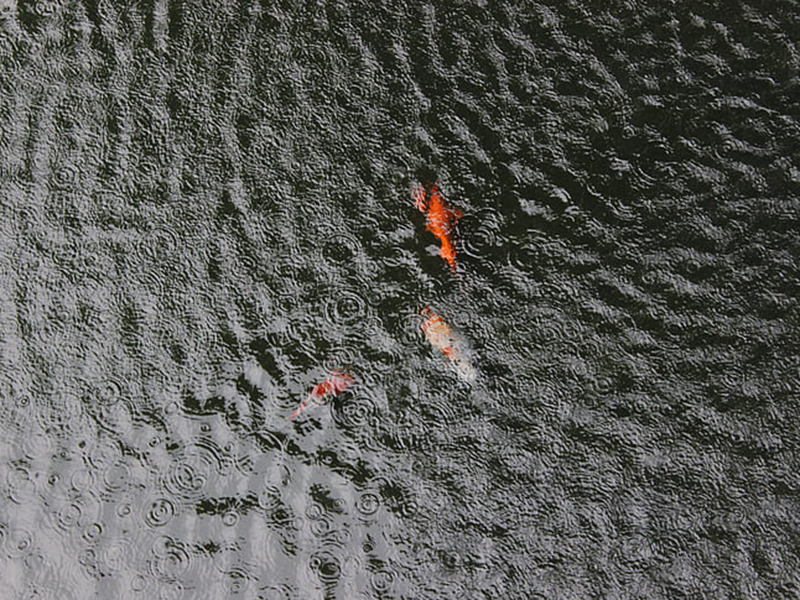 水產(chǎn)養(yǎng)殖檢測(cè)儀可以檢測(cè)魚塘的水質(zhì)嗎 水產(chǎn)養(yǎng)殖檢測(cè)儀可以檢測(cè)魚塘的水質(zhì)嗎