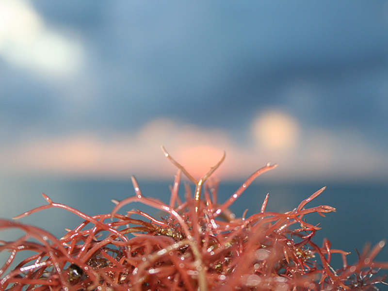 在線總氮監(jiān)測(cè)儀的應(yīng)用范圍 在線總氮監(jiān)測(cè)儀的應(yīng)用范圍