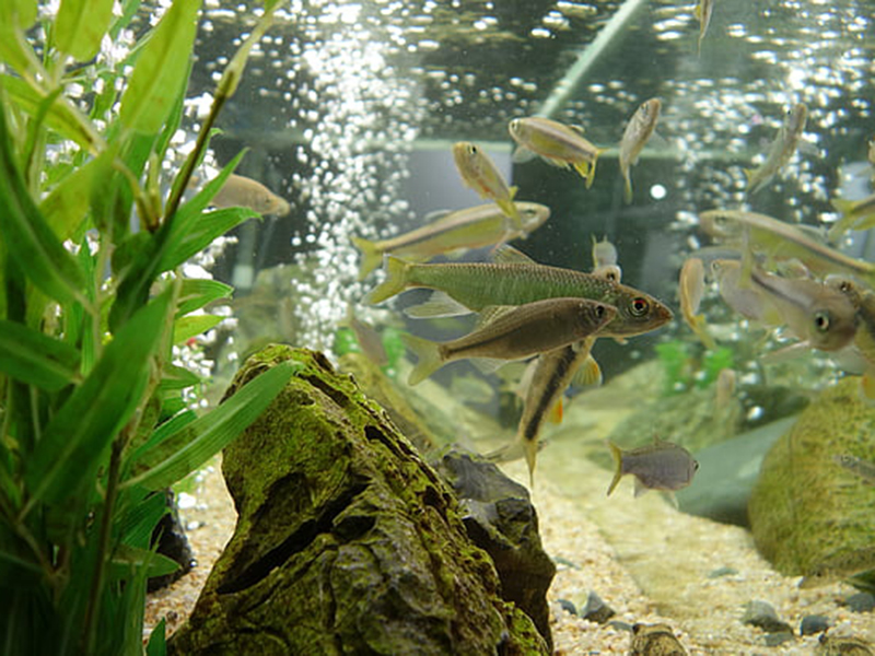 檢測魚缸水質(zhì)的儀器哪個牌子好