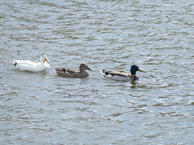 水中溶解氧的測(cè)定方法