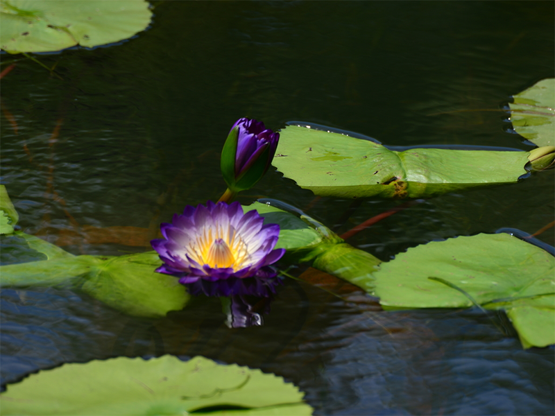 水產(chǎn)養(yǎng)殖水質(zhì)檢測