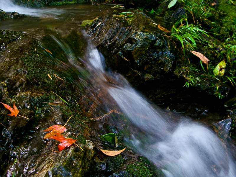 水質生物毒性監(jiān)測儀檢測方法 水質生物毒性監(jiān)測儀檢測方法