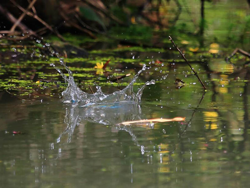 水產(chǎn)養(yǎng)殖中硫化氫有什么危害 水產(chǎn)養(yǎng)殖中硫化氫有什么危害