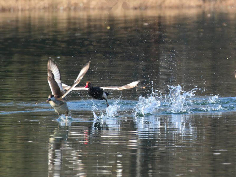 紅外測油儀操作步驟詳解 紅外測油儀操作步驟詳解