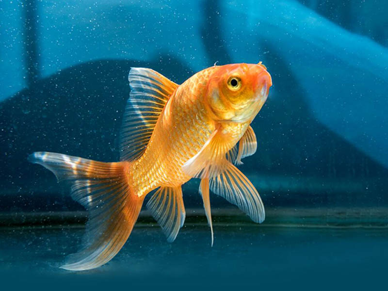 養(yǎng)魚(yú)水質(zhì)氨氮超標(biāo)的原因