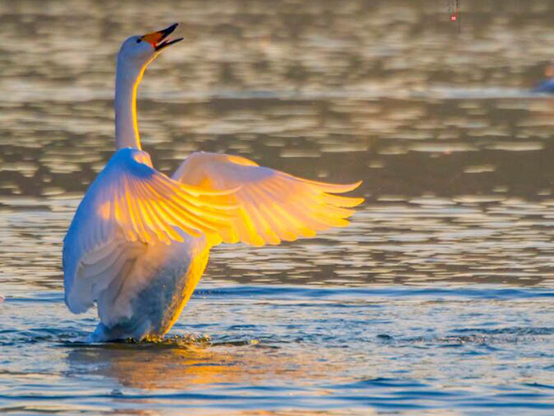 水產(chǎn)養(yǎng)殖亞硝酸鹽正常范圍 水產(chǎn)養(yǎng)殖亞硝酸鹽正常范圍