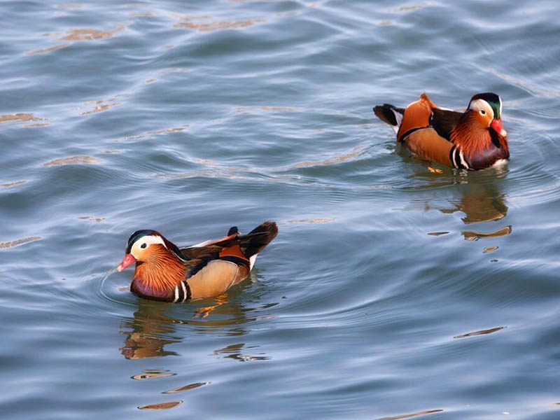 污水處理9大水質(zhì)指標及含義