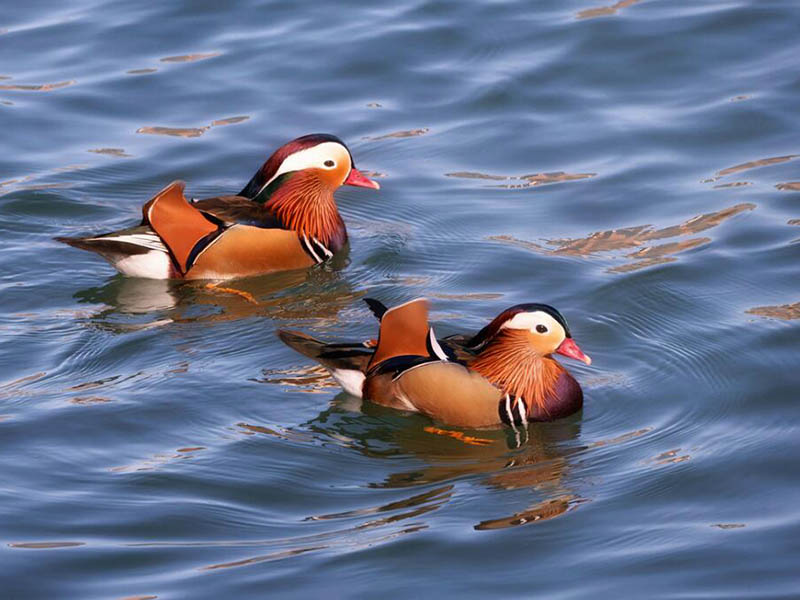 如何判斷紅外測油儀的準(zhǔn)確度