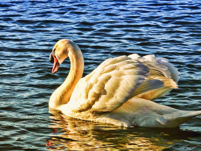 溶解氧的測定方法