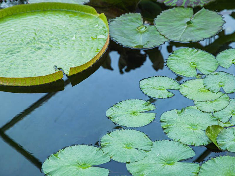 水質(zhì)溶解氧檢測儀原理