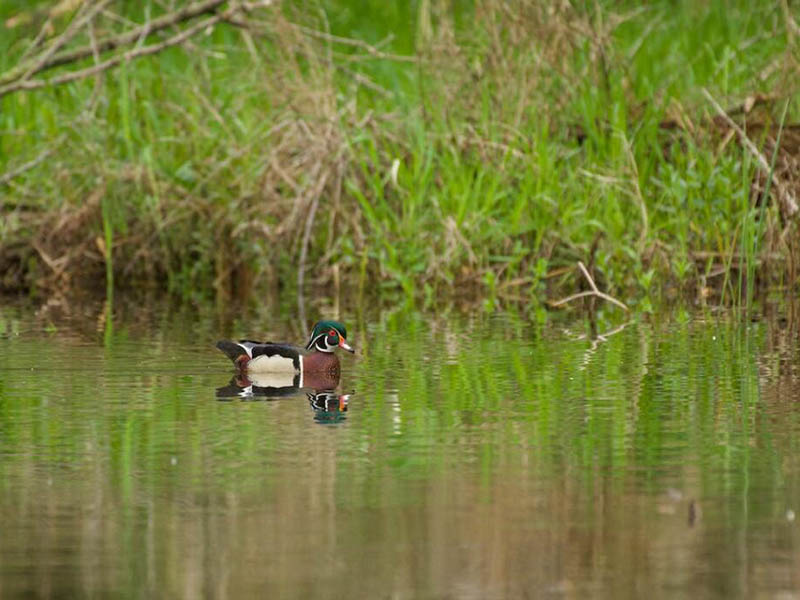 溶解氧測(cè)定儀穩(wěn)定時(shí)間的重要性