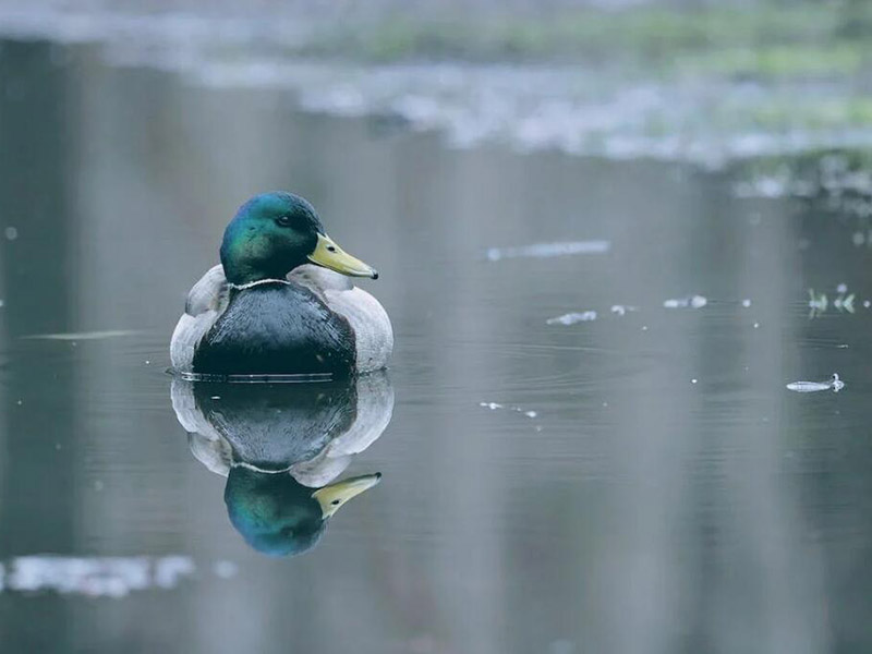 水產(chǎn)養(yǎng)殖水體中硫化物的來(lái)源