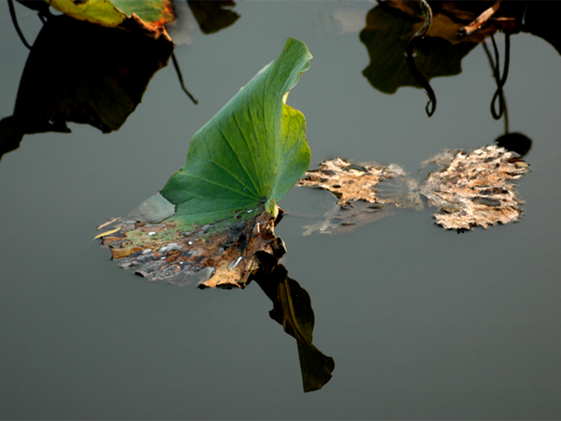 多管發(fā)酵法檢測水中總大腸菌群