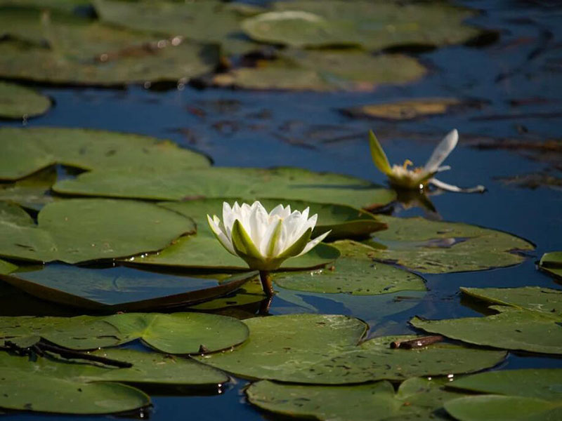 池塘中的氨氮是什么