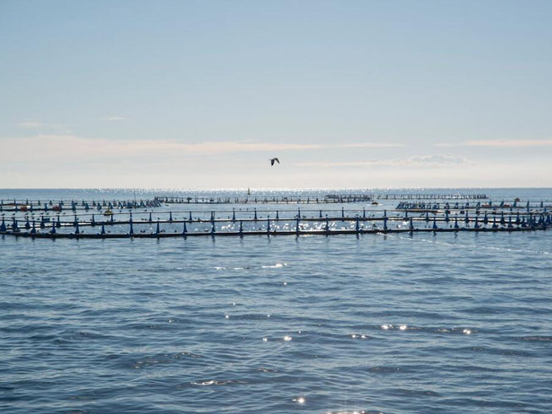 水產(chǎn)養(yǎng)殖水質(zhì)檢測(cè)儀價(jià)格是多少