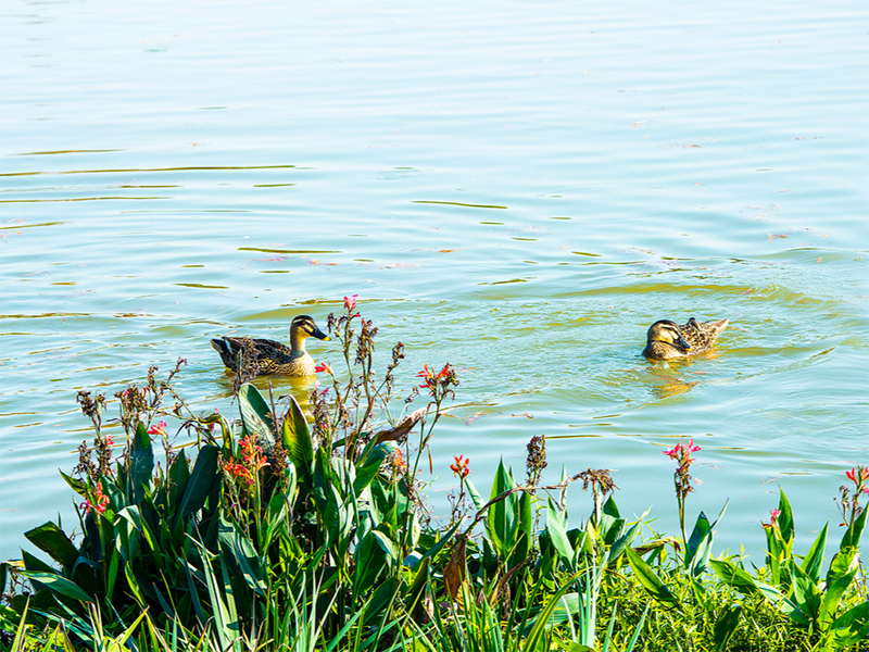 氨氮自動(dòng)監(jiān)測儀需要定期清潔嗎
