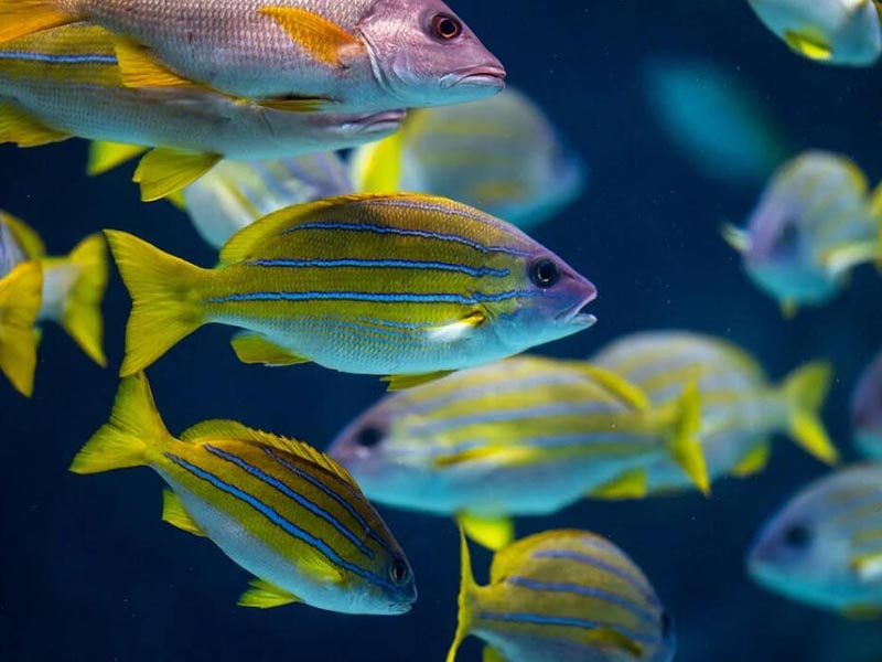 二氧化氯使用后會產(chǎn)生余氯嗎