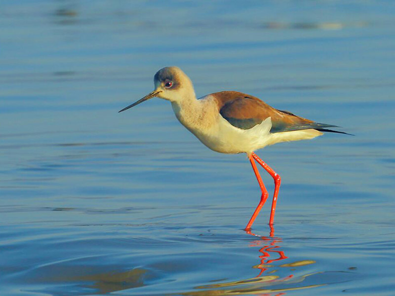 循環(huán)水硬度超標的原因