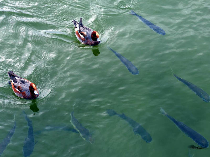 水產(chǎn)養(yǎng)殖主要水質(zhì)監(jiān)測指標(biāo)