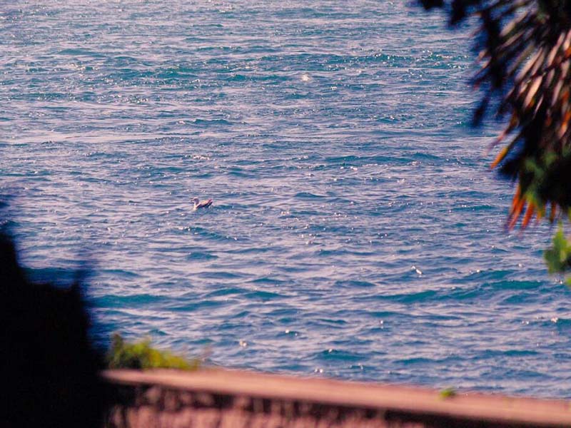 總磷自動監(jiān)測儀如何安裝