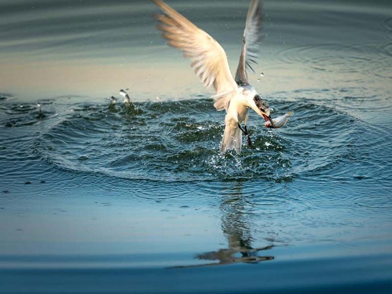 水質(zhì)氨氮與總氮的定義