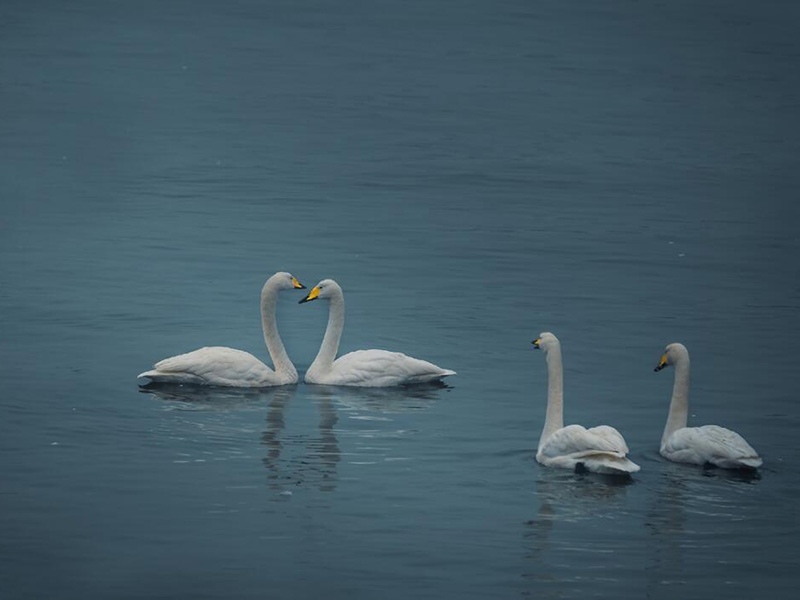 池塘氨氮的來源及超標(biāo)原因