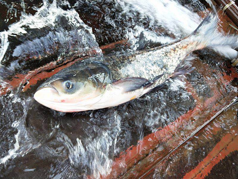 水產(chǎn)養(yǎng)殖一定要注意的“三大害”